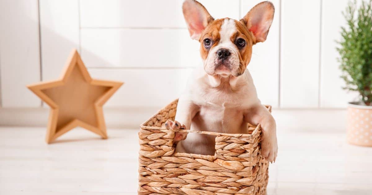 French Bulldog Crate Size - Best Guide