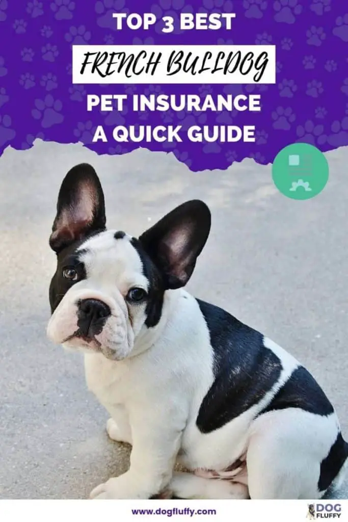 French Bulldog Pet Insurance Pin Image