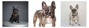 French Bulldog Price According To The Color