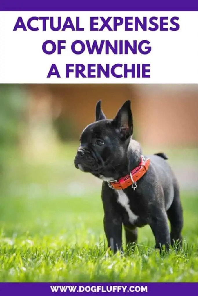 French Bulldog Price – Actual Expenses Of Owning A Frenchie