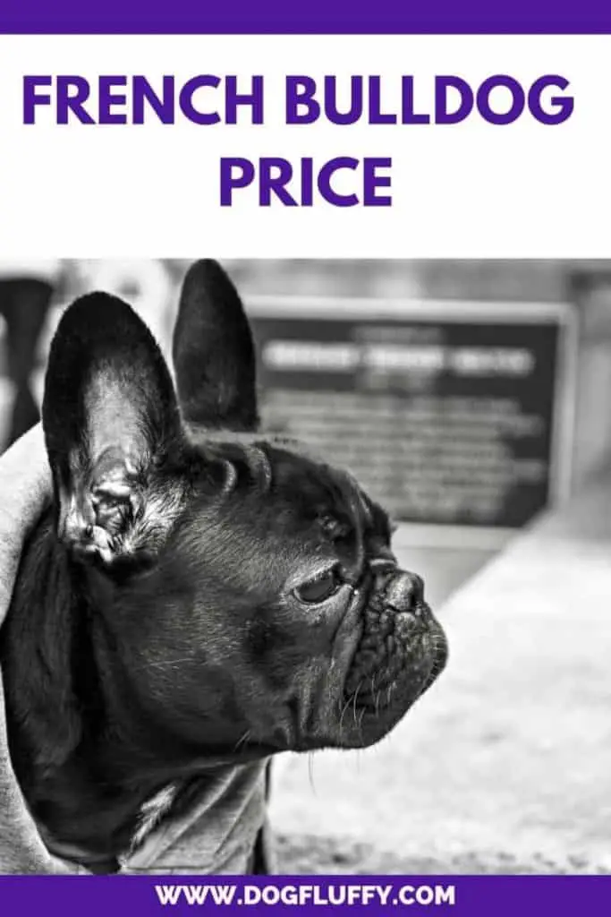 French Bulldog Price – Other Costs