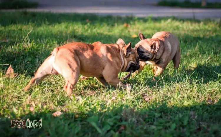French bulldog aggression biting Featured Image