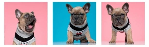 French bulldog costumes