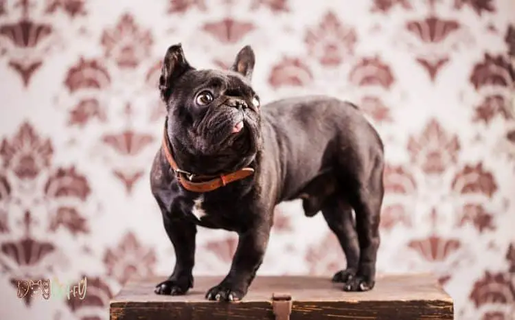 A Quick Guide On The Correct French Bulldog Crate Sizes