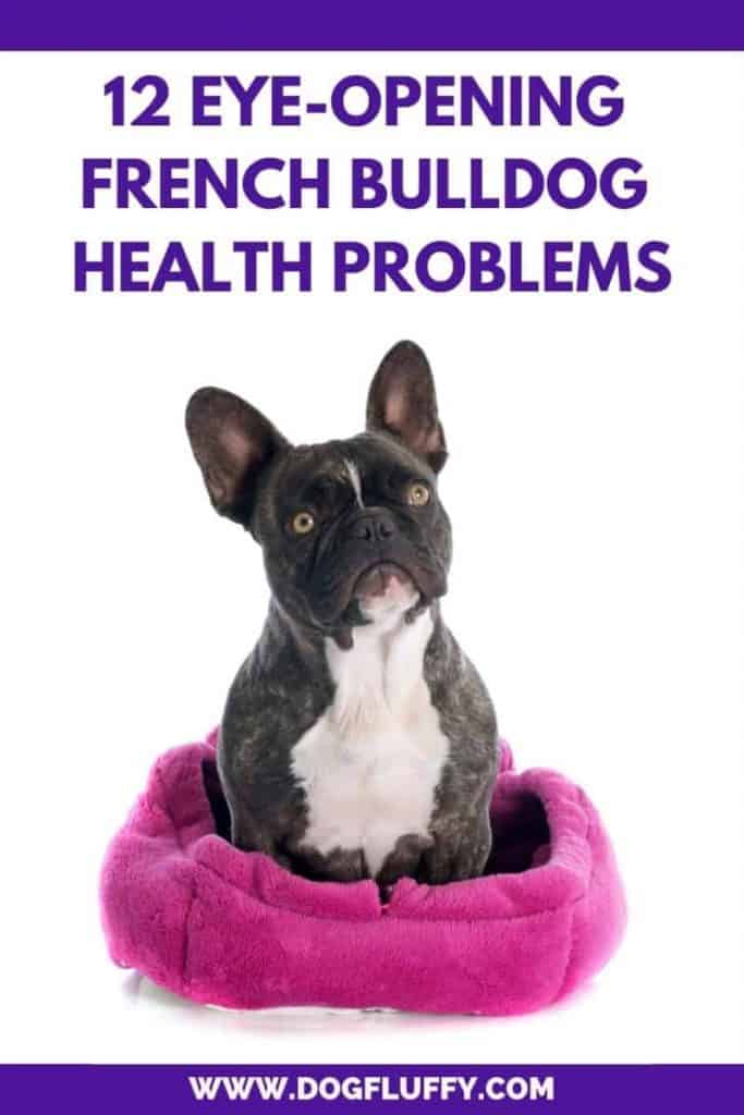 French bulldog health problems pin inside 