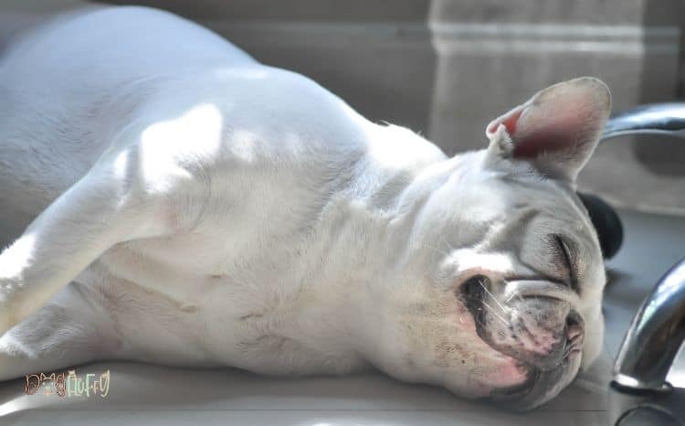 What Are French Bulldog Hot Spots? 6 Simple Things To Remember