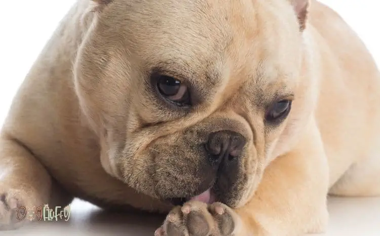 French bulldog licking paws