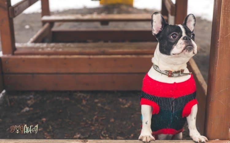 French bulldog outfits Featured Image