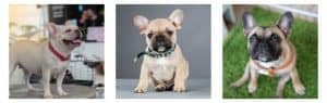 Frenchie doesnt need multiple varieties of collars and leashes
