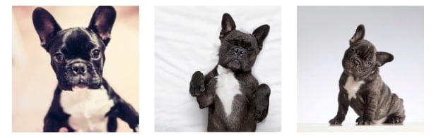 How To Get A French Bulldog Pet Insurance