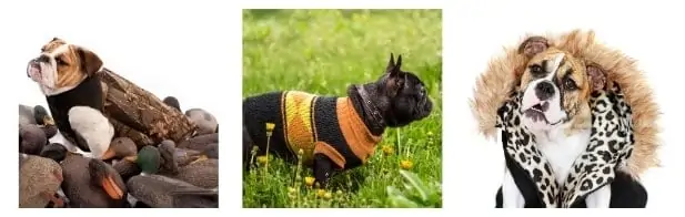 How To Introduce The Jacket To Your Bulldog For The First Time How To Introduce The Jacket To Your Bulldog For The First Time