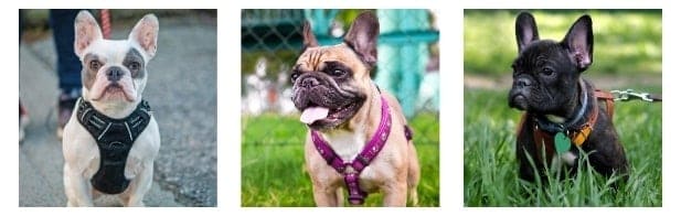 List of 3 Best Bulldog Harness