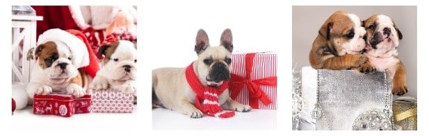 List of Unique Bulldog Holiday Gifts