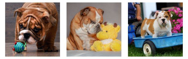 Living With A Toy English bulldog