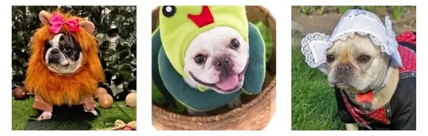 Points to Consider Before Making French Bulldog Costumes