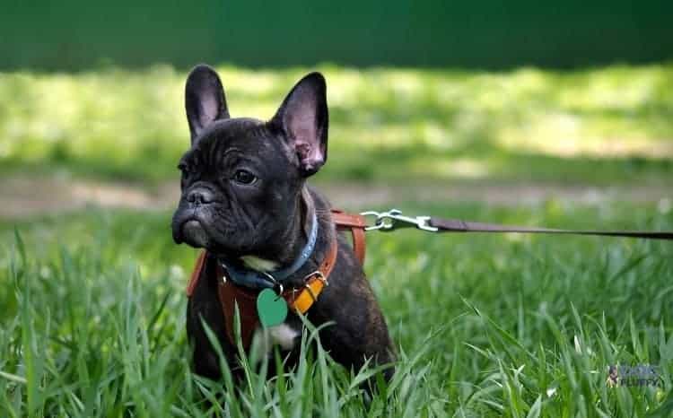 PoyPet No Pull Dog Harness