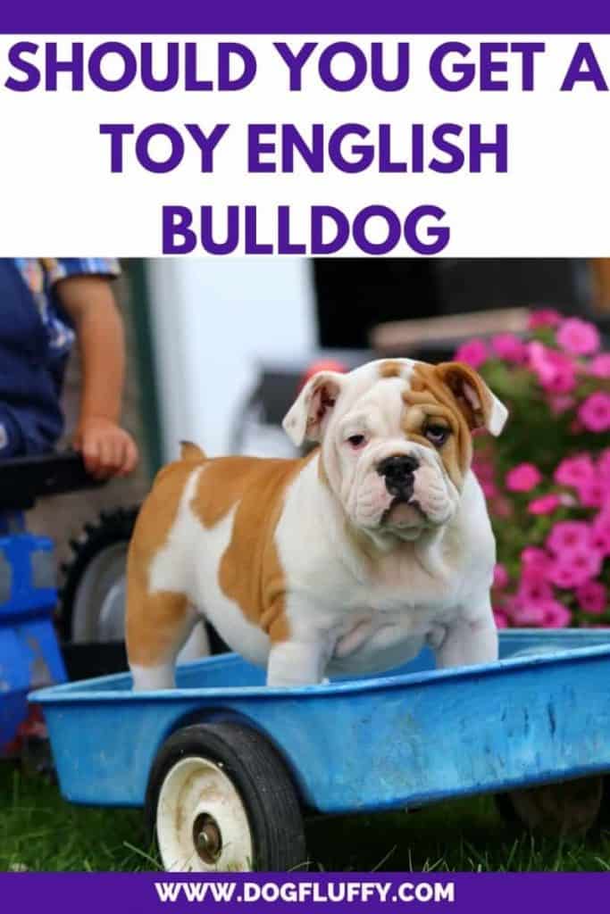 Should You Get A Toy English Bulldog