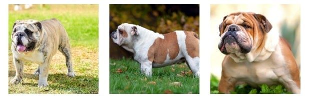 Standard English Bulldogs