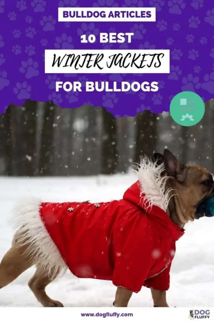 The 10 Best Winter Jackets For Bulldogs PIn Image