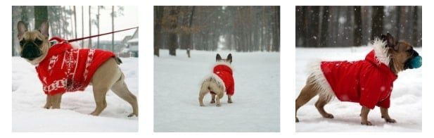 Top 10 Winter Jackets For Bulldogs