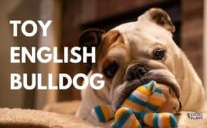 Toy English Bulldog