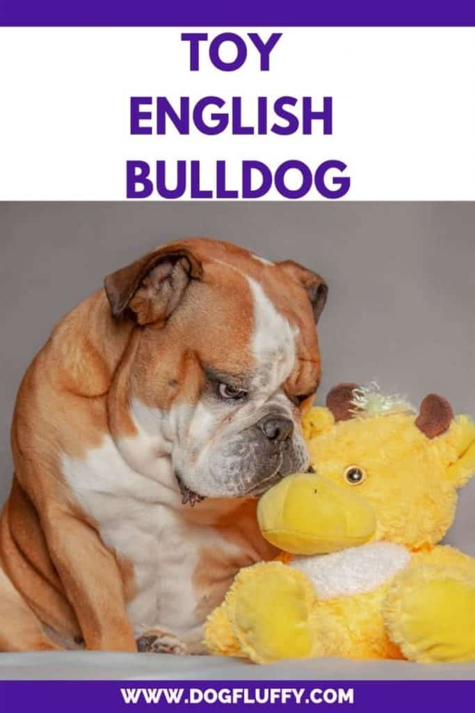 Toy English Bulldogs Pinterest