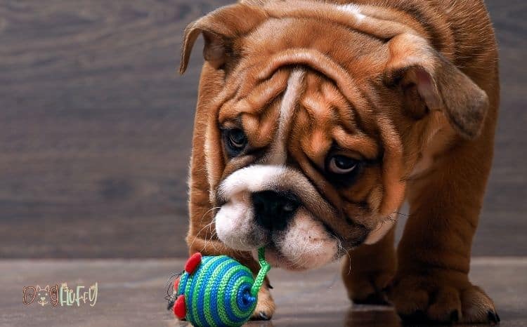 Toy English Bulldog: 10+ Awesome Revelations