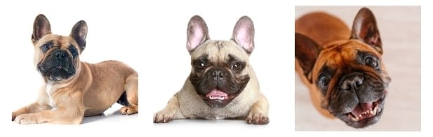 What Does Your French Bulldog Pet Insurance Cover