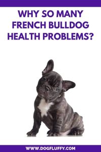 Why So Many French Bulldog Health Problems