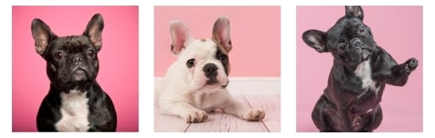 bad breath in French bulldogs