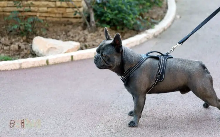 best bulldog harness