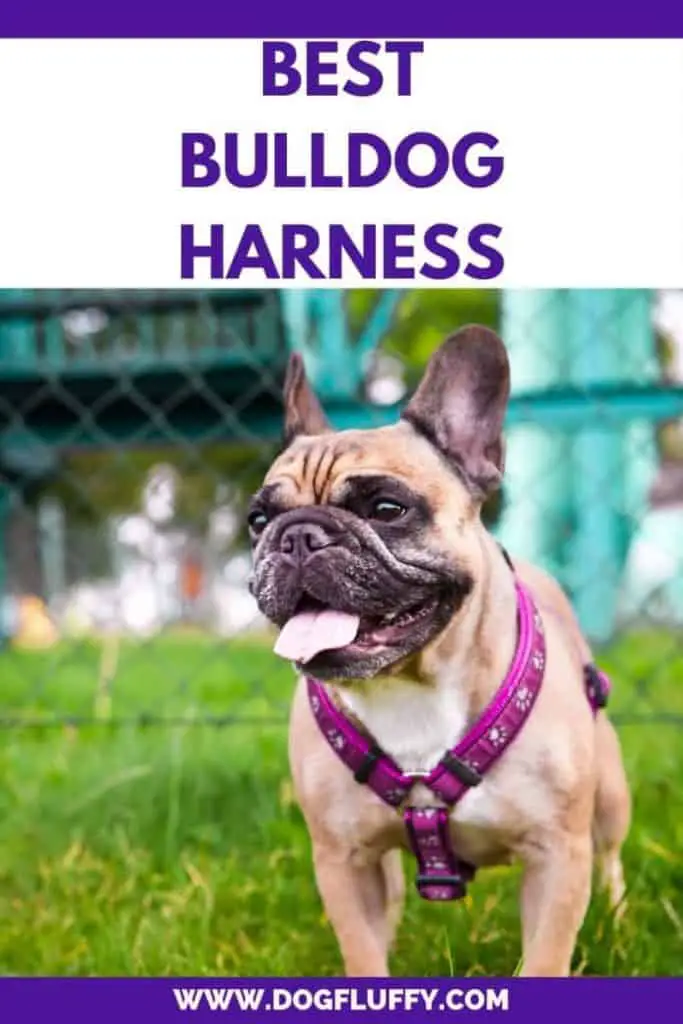 best bulldog harness Pinterest main