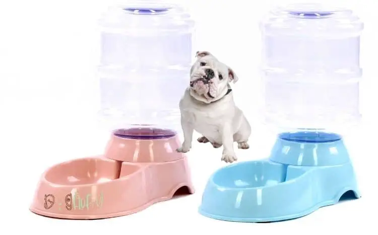 best bulldog water fountain Featured Image
