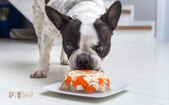 10 Best Food For French Bulldogs With Allergies Dog Fluffy