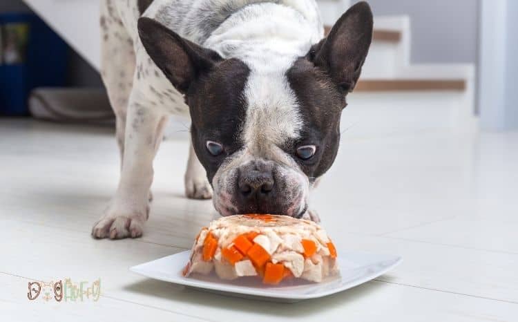 10 Best Food For French Bulldogs With Allergies