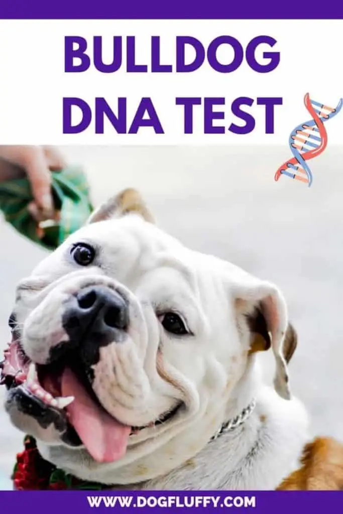 Bulldog DNA Test Pinterest 
