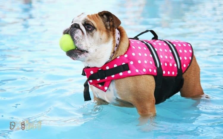can English bulldogs swim