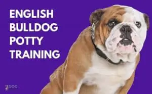 English Bulldog Potty Training Regression: 6 Basic Causes Featured image