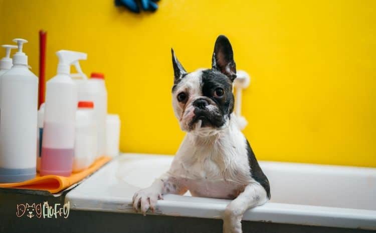 flea shampoo for puppies under 12 weeks