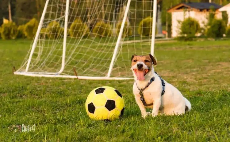 10+ Best Games for Dogs App