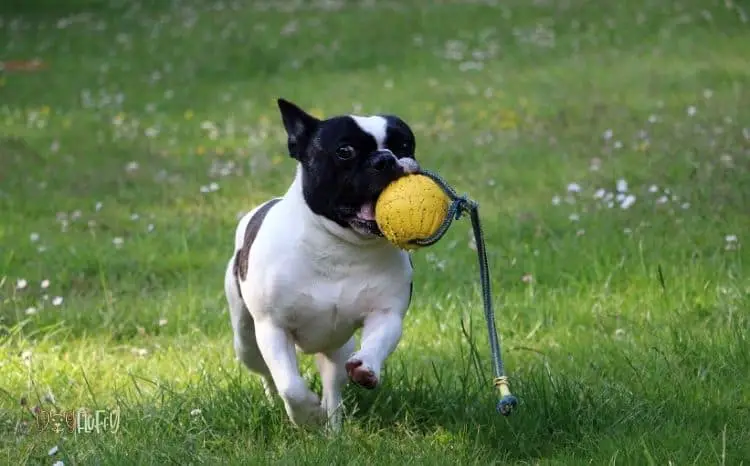 Best 4 Coolest Outdoor Bulldog Toys