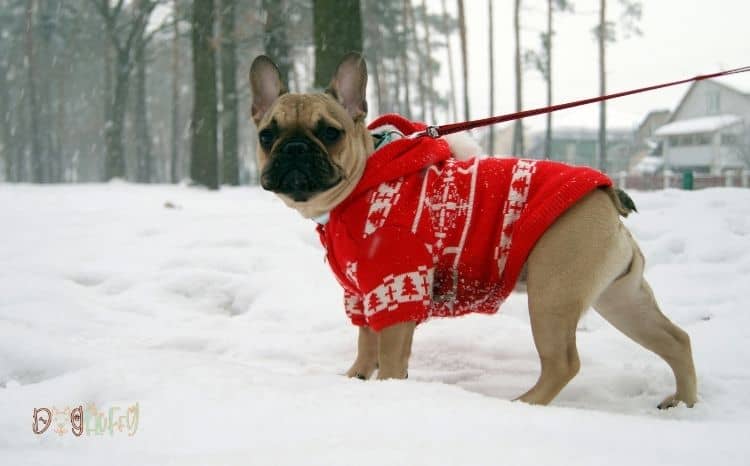 The 10 Best Winter Jackets For Bulldogs