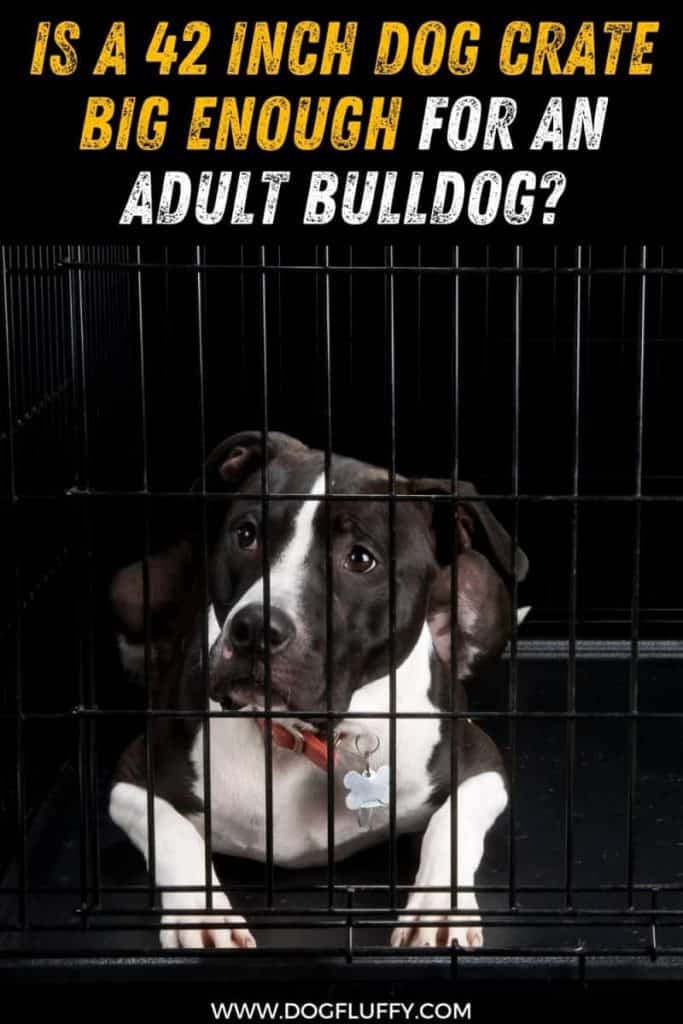 Is a 42 Inch Dog Crate Big Enough for an Adult Bulldog pin image