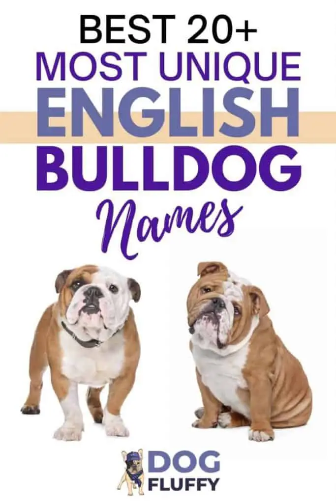 Best 20+ Most Unique English Bulldog Names PIN Image