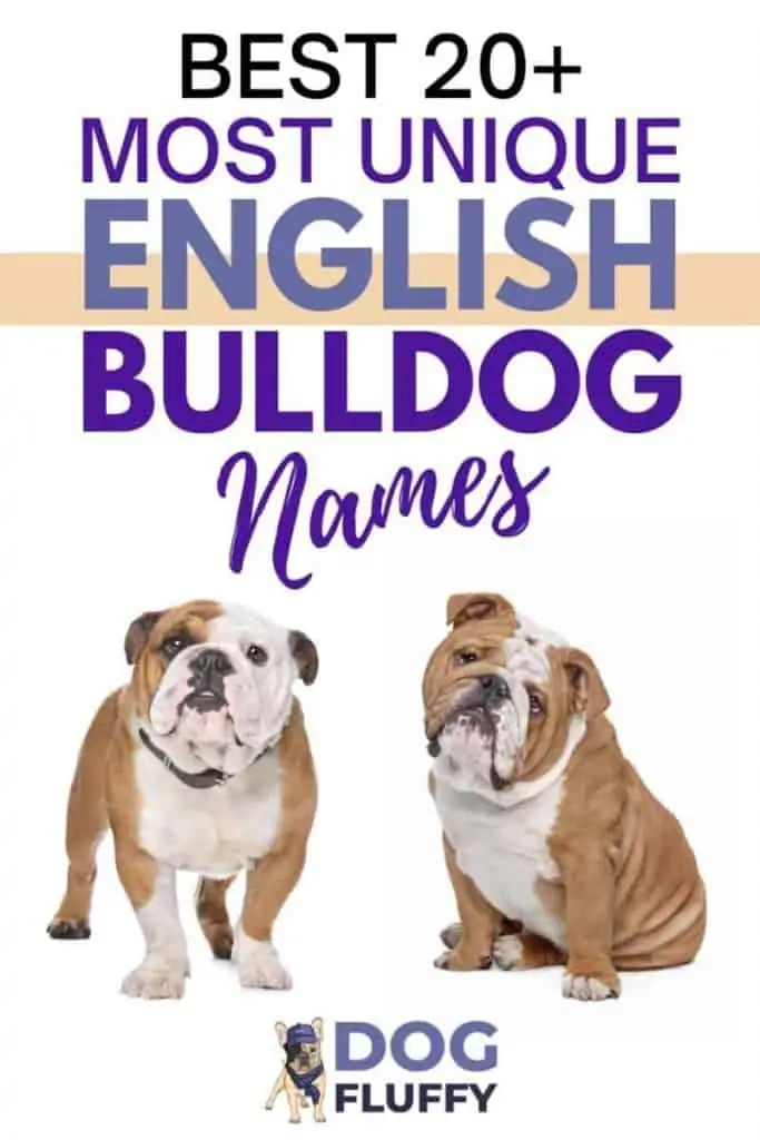 Best 20+ Most Unique English Bulldog Names PIN Image Best 20+ Most Unique English Bulldog Names PIN Image