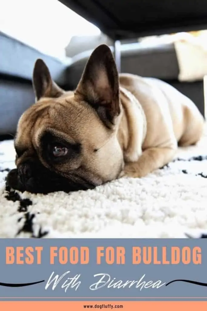 Best Food For Bulldog With Diarrhea Pinterest Image