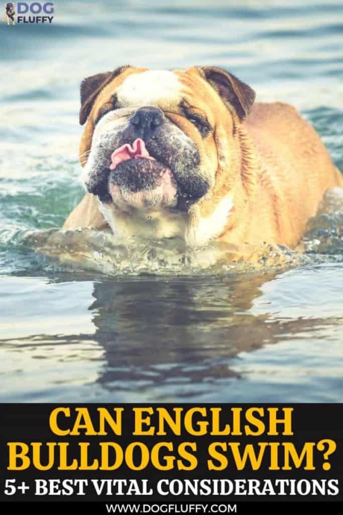 Can English Bulldogs Swim? 5+ Best Vital Considerations pin image