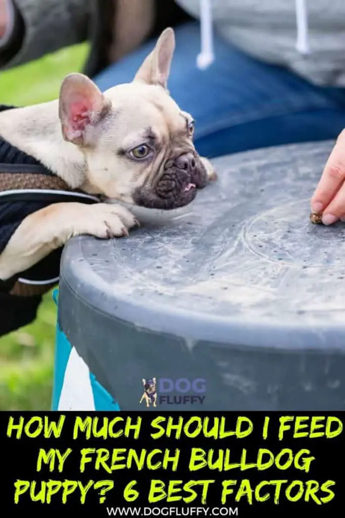 How Much Should I Feed My French Bulldog Puppy 6 Best Factors pin image