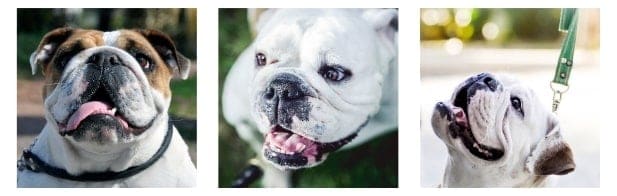 Most Unique English Bulldog Names