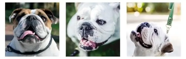 Most Unique English Bulldog Names Most Unique English Bulldog Names